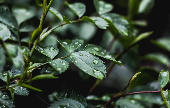 Leaves, drops, macro, green, rain, plant