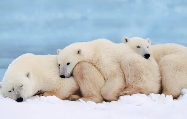 Children, Bears, white, mom, three, sleep