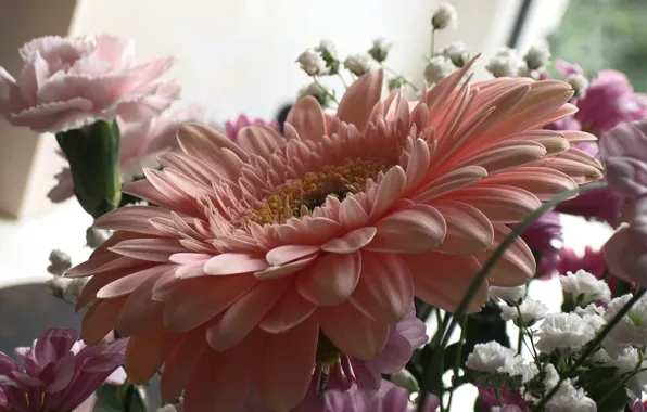 Picture flowers, pink, gerbera