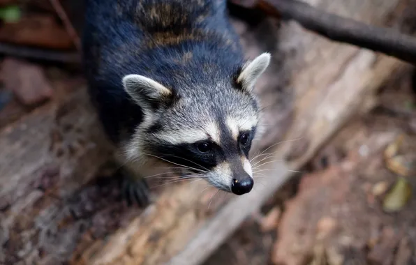 Background, muzzle, raccoon, bokeh, the trunk of the tree