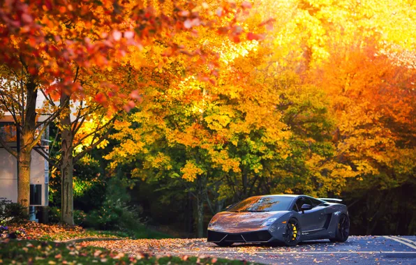 Picture autumn, trees, Lamborghini, Superleggera, Gallardo, LP570-4