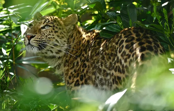 Picture foliage, leopard, leopard, shrub, looking up