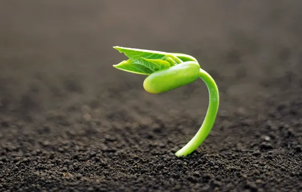 Picture macro, background, earth, plant, Rostock, focus, green