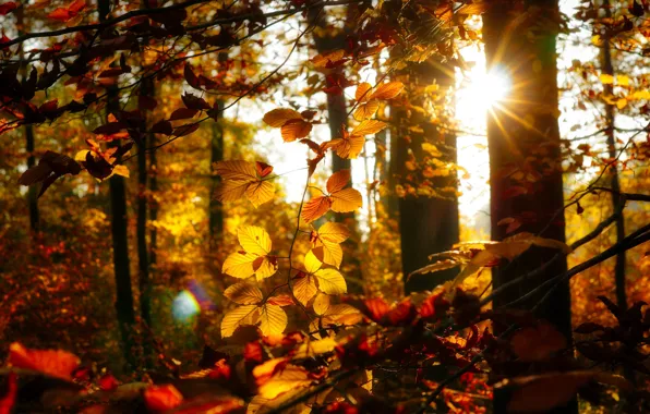 Autumn, forest, leaves, the sun, rays, light, trees, branches