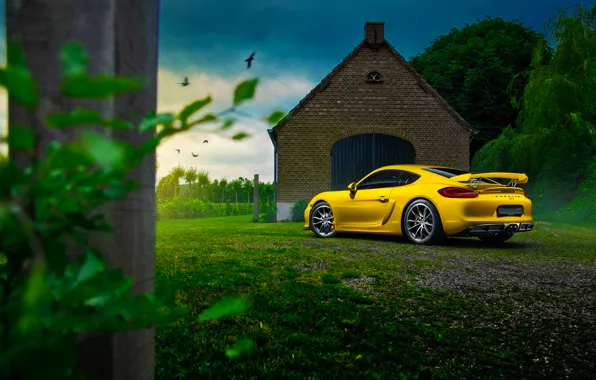 Picture Porsche, Cayman, Car, Nature, Color, Yellow, Summer, GT4