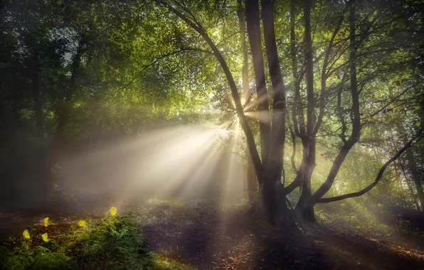 Forest, summer, the sun, rays, light, flowers, nature, tree