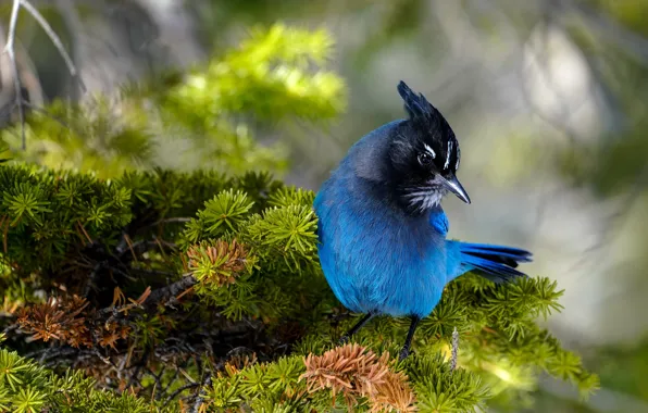 Branches, bird, needles, blue, blue, bokeh, Jay