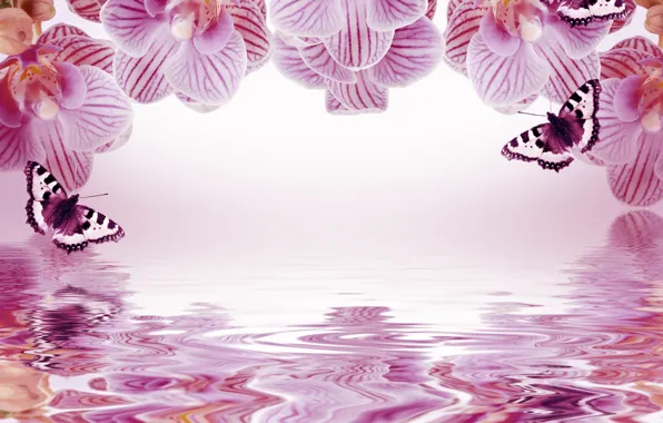 Butterfly, flowers, reflection, background, frame, orchids