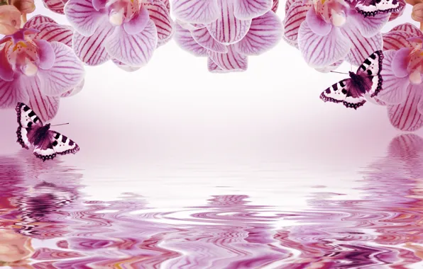 Picture flowers, reflection, background, butterfly, frame, Orchid