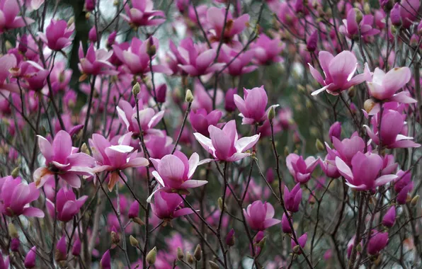 Flowers, branches, Bush, pink flowers, Magnolia