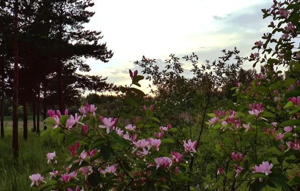 Forest, flowers, Bush, The evening, dawn, barberry