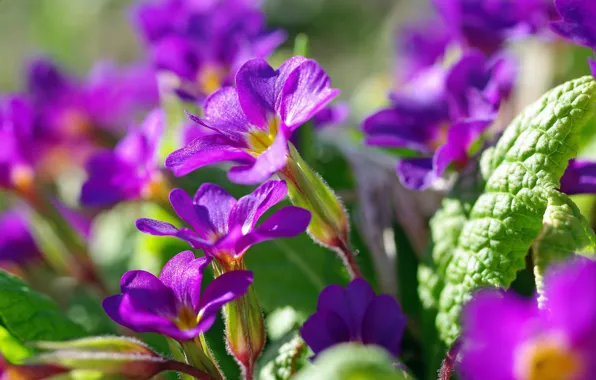 Macro, flowers, nature, beauty, plants, spring, primroses, cottage