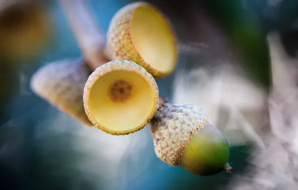 Leaves, branches, nature, fruit, acorns