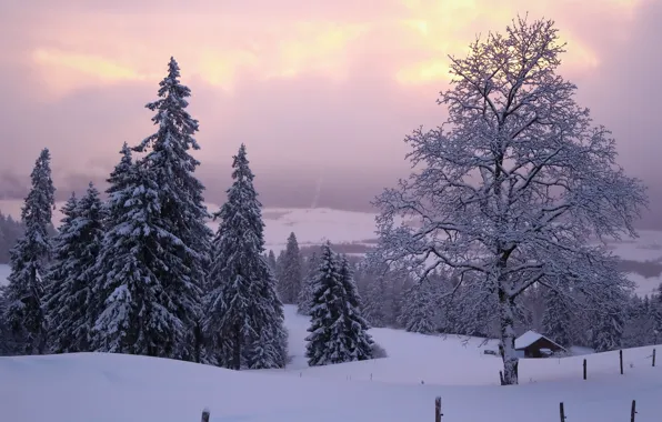 Winter, frost, forest, the sky, clouds, snow, fog, house
