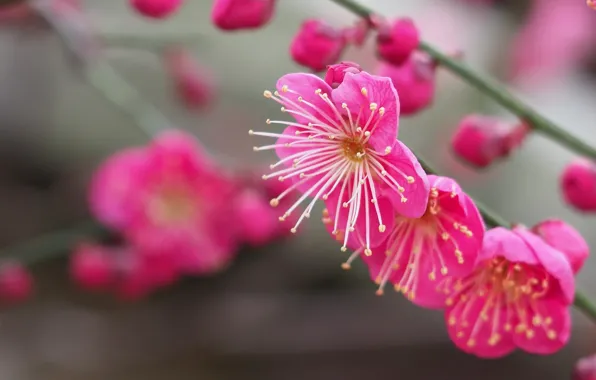 Picture macro, branches, buds, flowering, flowers, Apricot Japanese, Mume