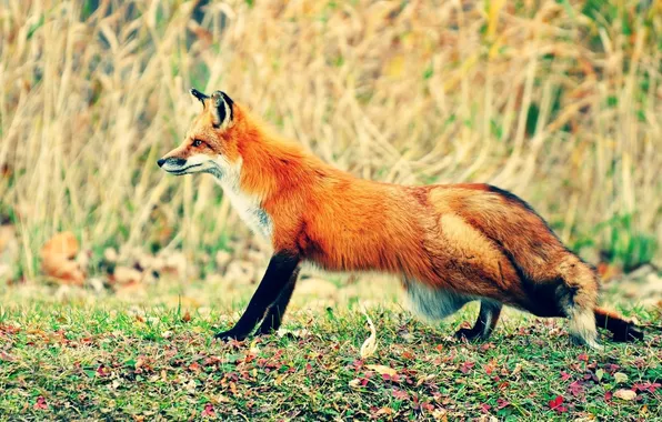 Nature, Fox, red, stretches