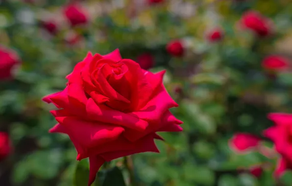Roses, petals, garden, buds