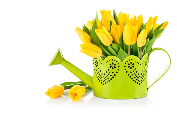 Picture tulips, lake, yellow, white background