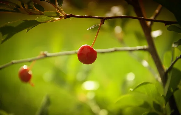 Picture macro, cherry, branch