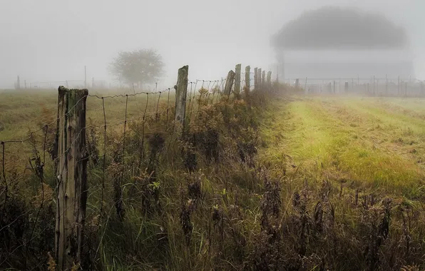 Field, fog, the fence