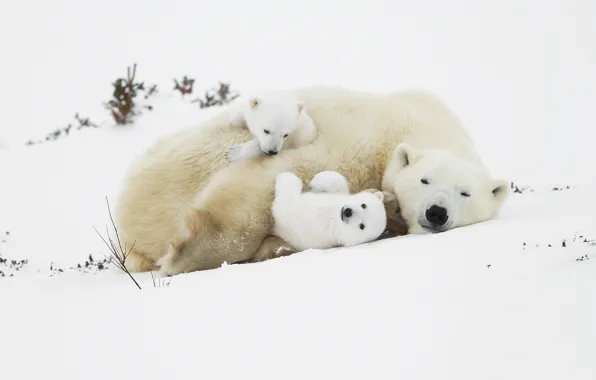 Snow, bears, bears, polar bears, bear, polar bears