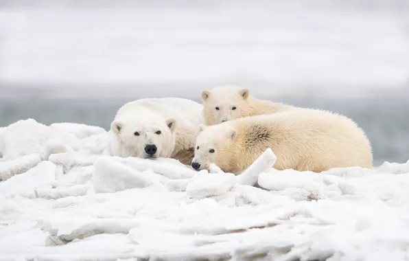 Winter, ice, Alaska, bears, bear, Polar bears, Polar bears