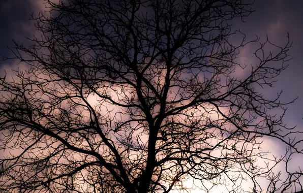 Clouds, Sky, Winter, Tree, Sunset, Shadow, Branches, Dusk