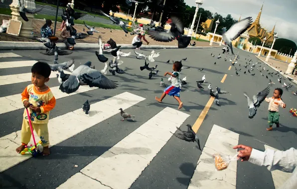 Road, children, pigeons