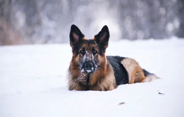 Snow, each, dog