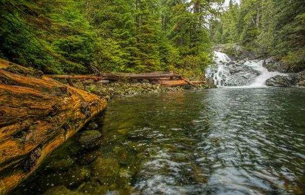 Picture forest, trees, stream, stones, waterfall, Canada, Vancouver Island, Fletcher Falls