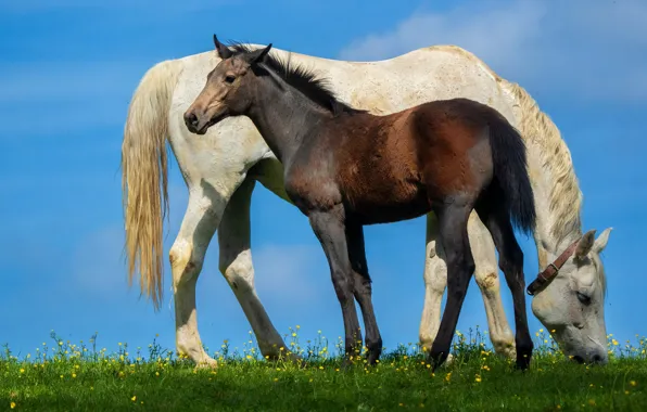 Field, summer, look, flowers, pose, blue, horse, glade