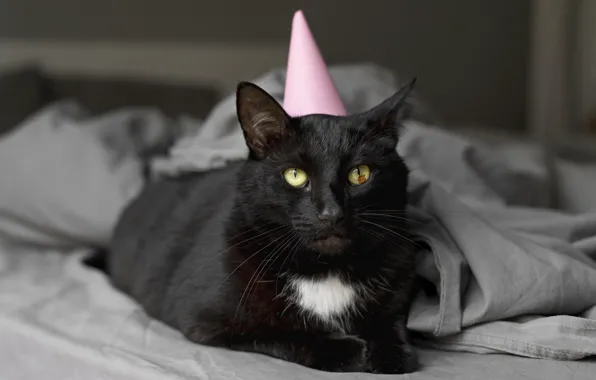 Cat, cat, black, cap