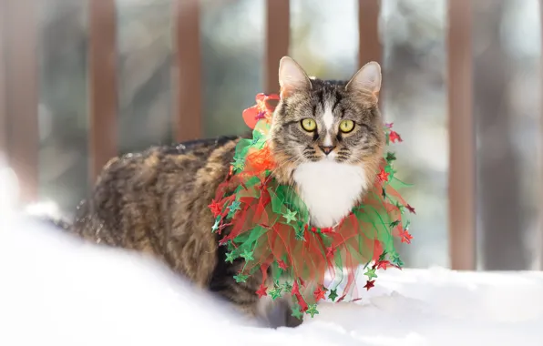 Winter, cat, cat, snow, decoration, holiday, new year, Christmas