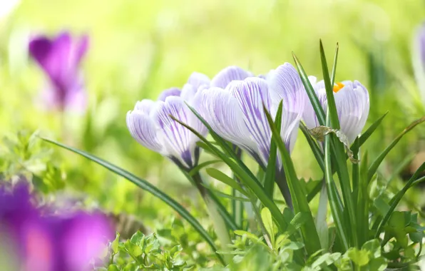 Macro, spring, crocuses, saffron