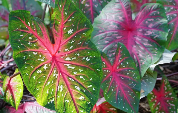 Leaves, macro, pattern