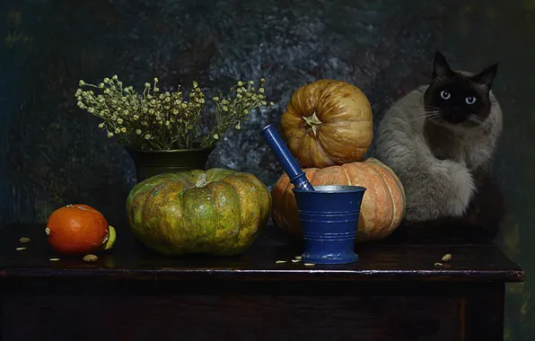 Cat, cat, look, face, table, bouquet, pumpkin, still life