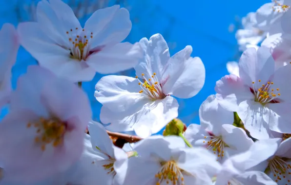 Picture the sky, macro, spring, petals, garden