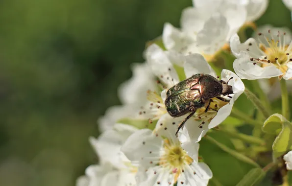 Picture macro, flowers, beetle, insect, Wallpaper from lolita777, brantovka Golden