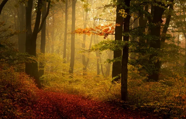 Picture trees, fog, Park, foliage, Autumn