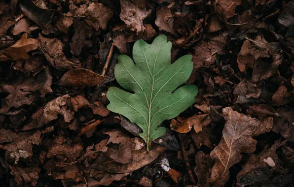 Autumn, leaves, leaf, green, dry leaves