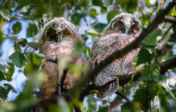 Look, birds, branches, foliage, owls, bokeh, owlets, two owl