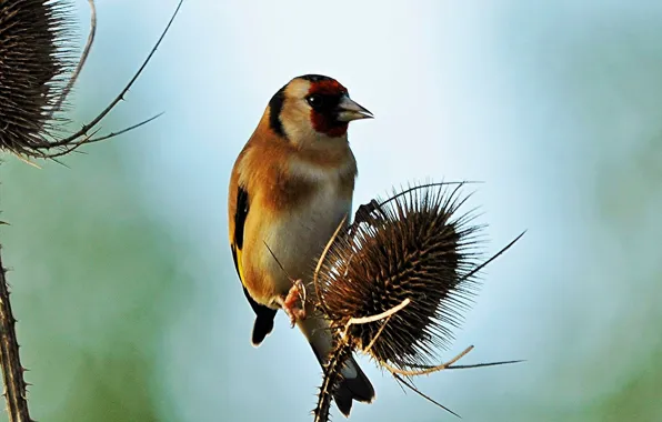 Bird, beak, goldfinch