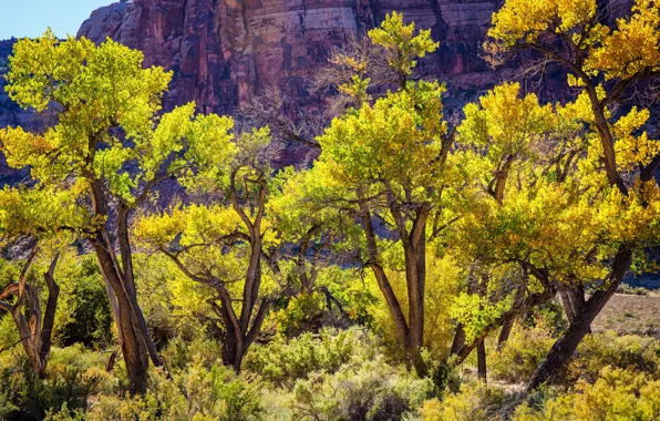Trees, mountains, rocks, Utah, USA, Sunny, the bushes, Canyonlands National Park