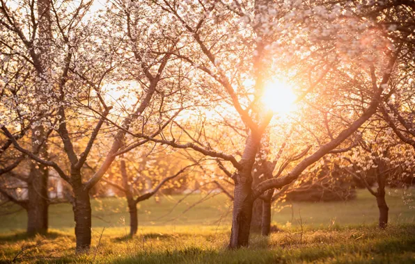 Picture grass, the sun, light, trees, landscape, flowers, branches, nature