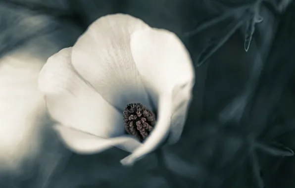 Picture petals, nature, flowers