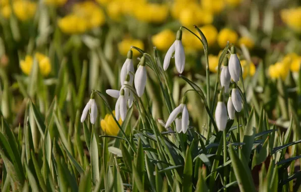 Picture flowers, spring, snowdrops, bokeh
