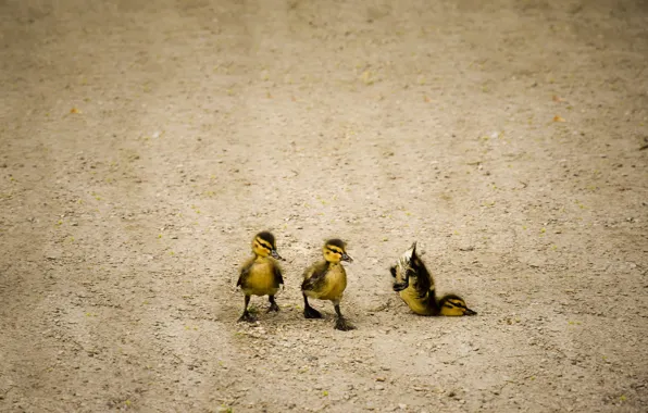 Picture nature, walk, duck