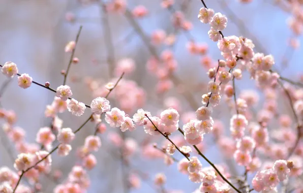 Branches, tenderness, spring, pink, drain