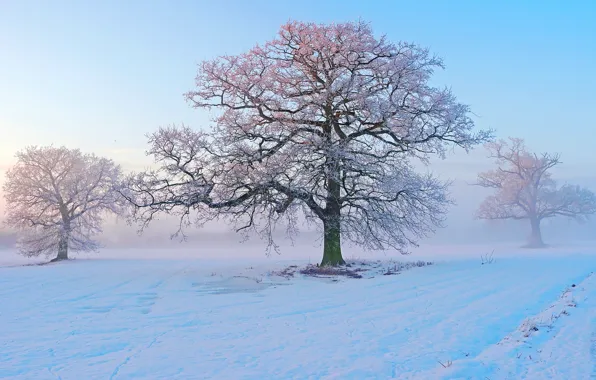 Picture winter, frost, snow, trees, fog, morning, frost