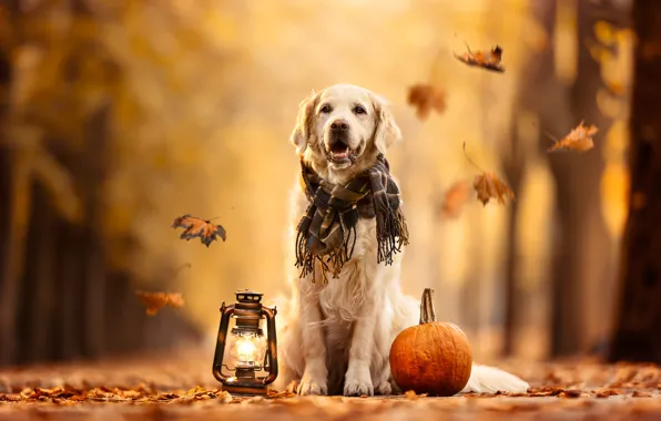 Picture autumn, leaves, dog, scarf, lantern, pumpkin, Golden Retriever, Golden Retriever